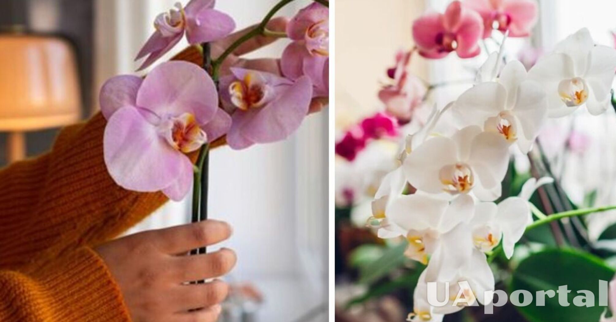 Безплатний засіб змусить ваші орхідеї квітнути частіше: як скористатися