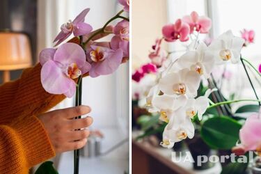 Безплатний засіб змусить ваші орхідеї квітнути частіше: як скористатися