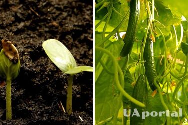 Огородники сказали, когда сажать семена огурцов, чтобы получить обильный урожай в начале лета