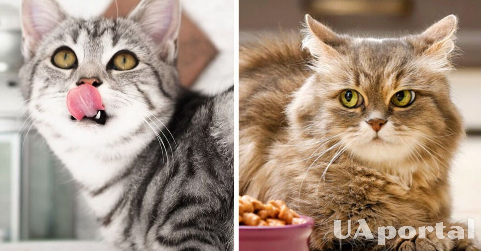 Кот выбрасывает еду из миски на пол: ветеринары объяснили причину