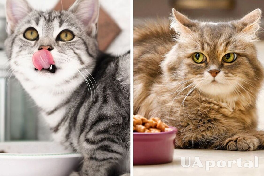 Кот выбрасывает еду из миски на пол: ветеринары объяснили причину