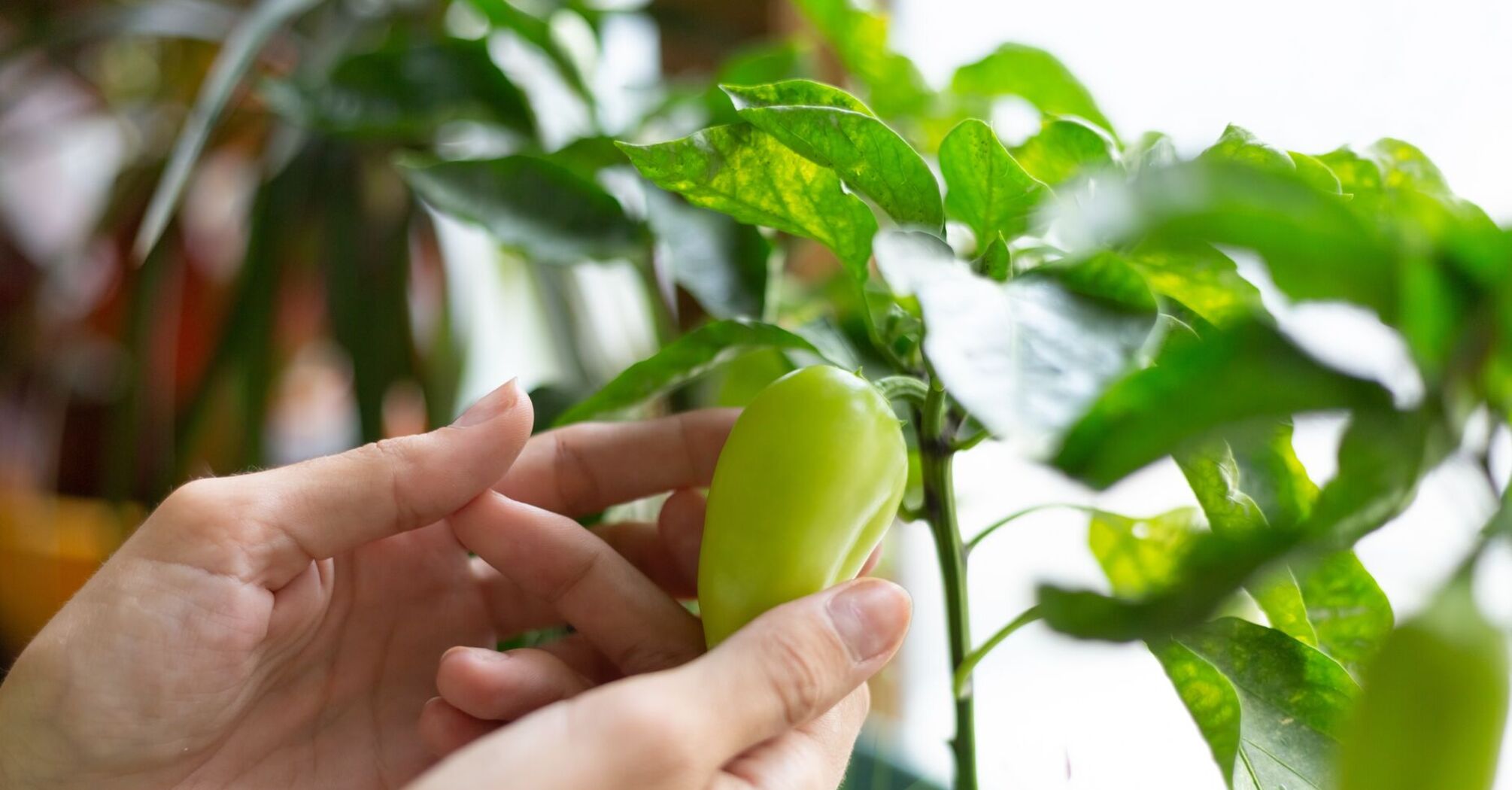 Чим обробити насіння перцю, щоб отримати щедрий врожай 