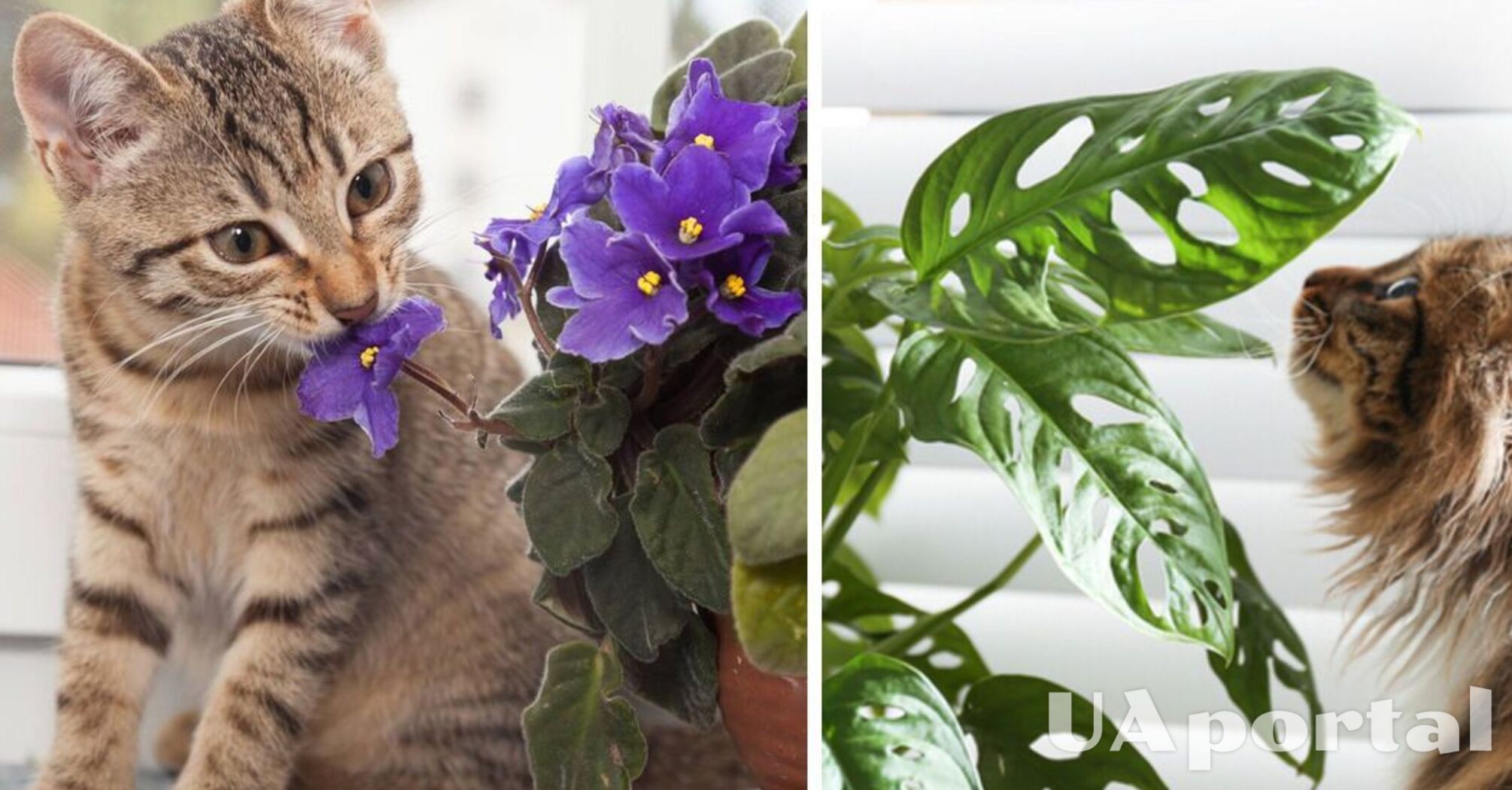 Что делать, чтобы кот не ел комнатные растения