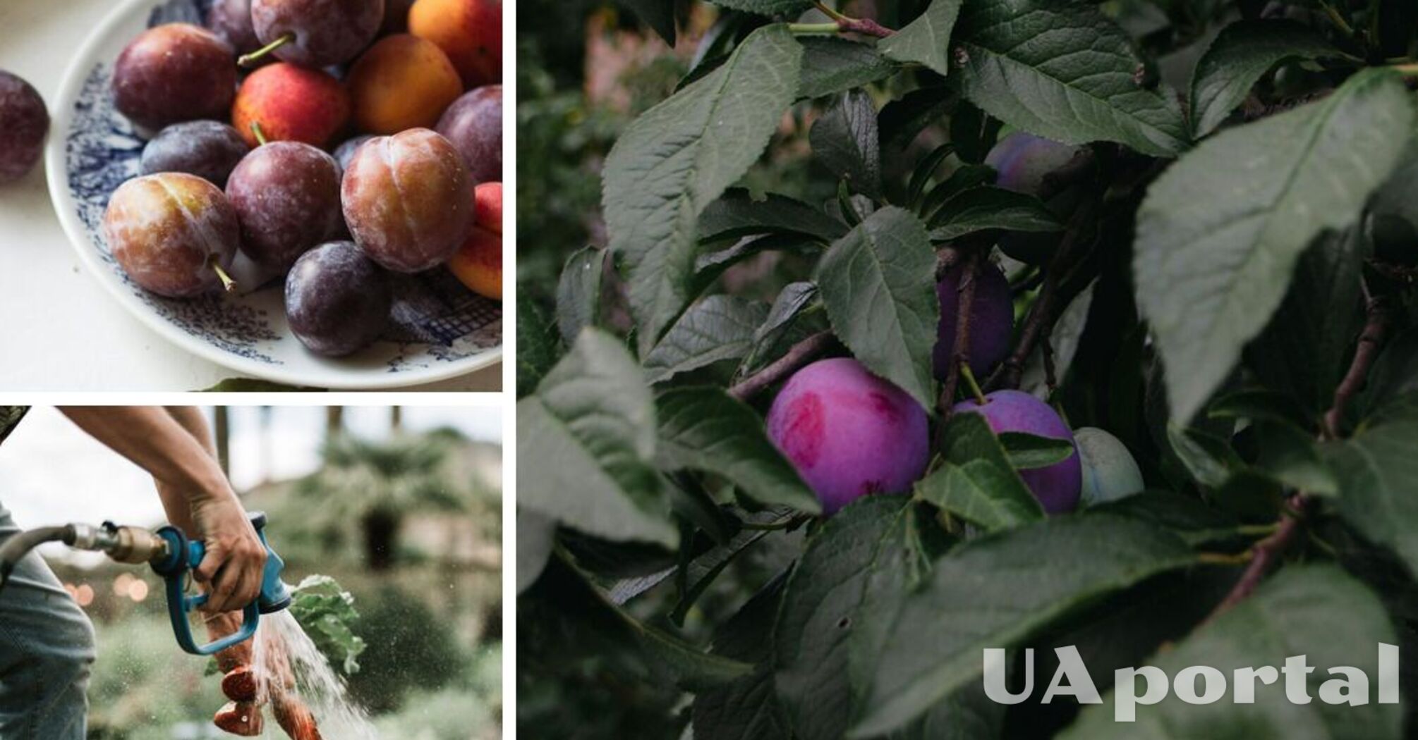 You will harvest with buckets: gardeners reveal the secret of feeding plums