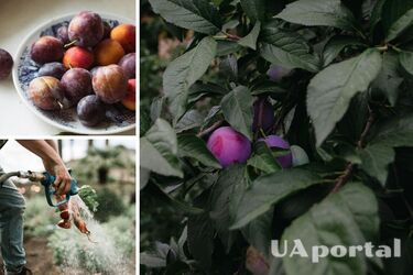 You will harvest with buckets: gardeners reveal the secret of feeding plums