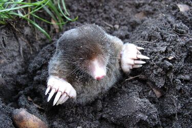 Don't let moles ruin your crop: proven pest control methods