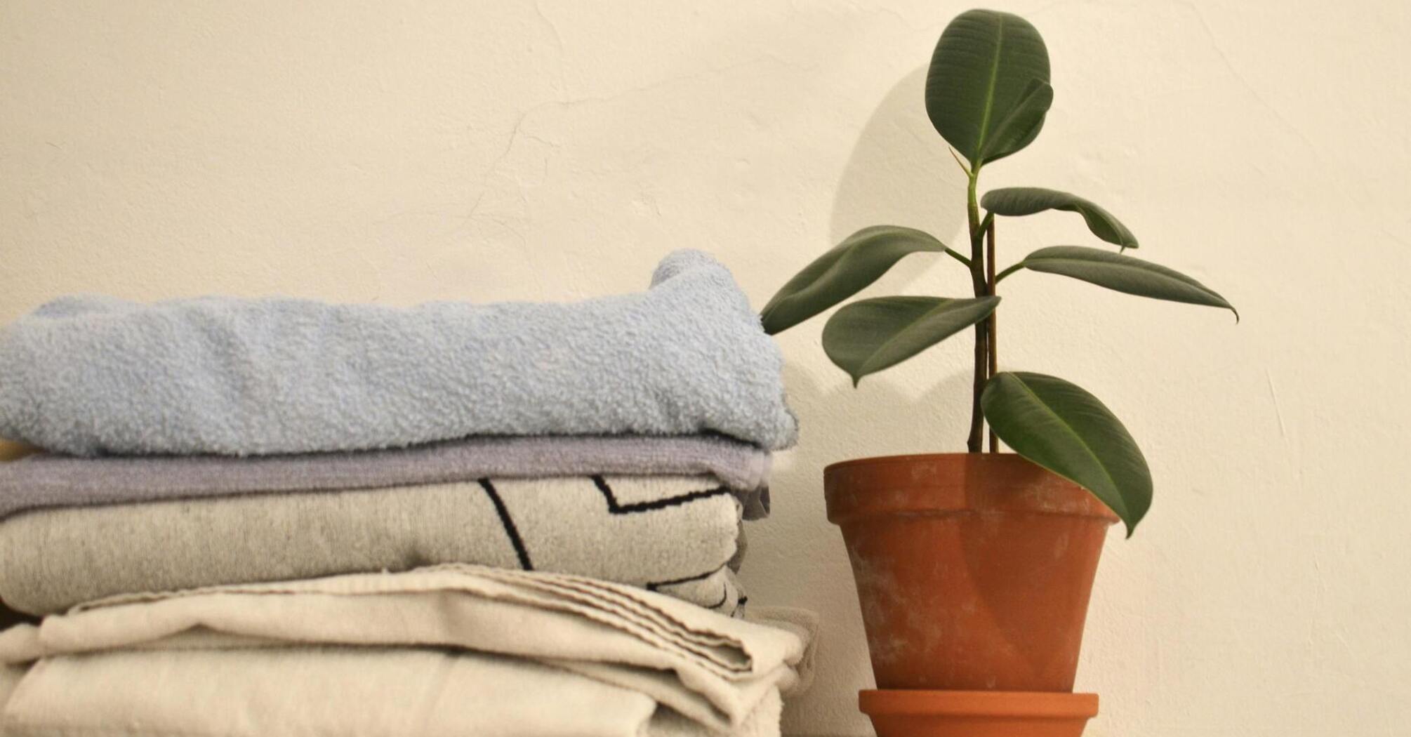 Put one of these 3 plants in your apartment to remove all negativity