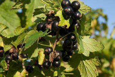 Не упустите момент: правильное время и техника обрезки смородины