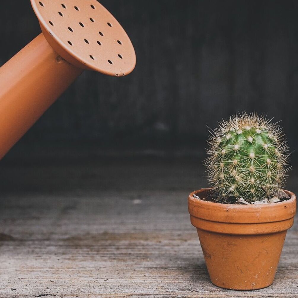 Jak wyhodować i pielęgnować pierwszego kaktusa w domu: proste wskazówki