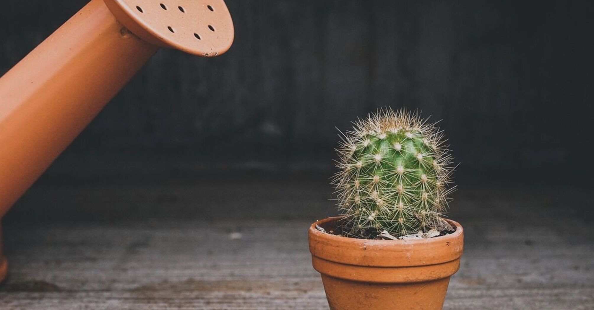 Jak wyhodować i pielęgnować pierwszego kaktusa w domu: proste wskazówki