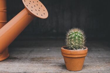 How to grow and care for your first cactus at home: simple tips