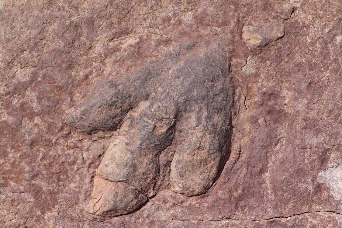 Prehistoric dinosaur footprints was found on the beach in the UK