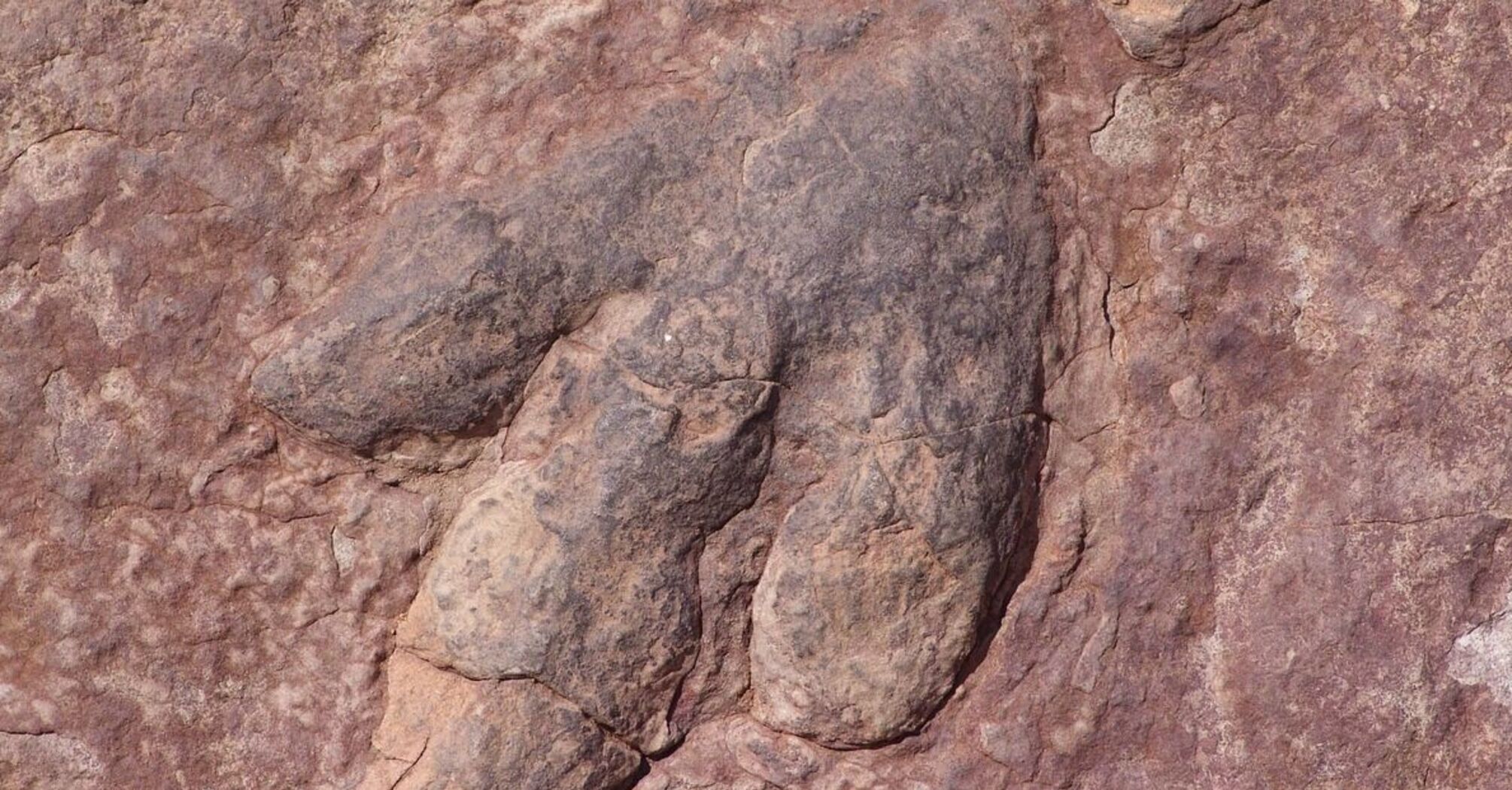 На пляже в Великобритании найдены доисторические следы динозавра