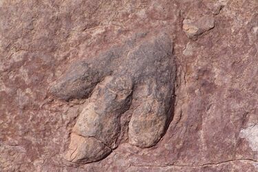 На пляжі у Великій Британії знайдено доісторичні сліди динозавра