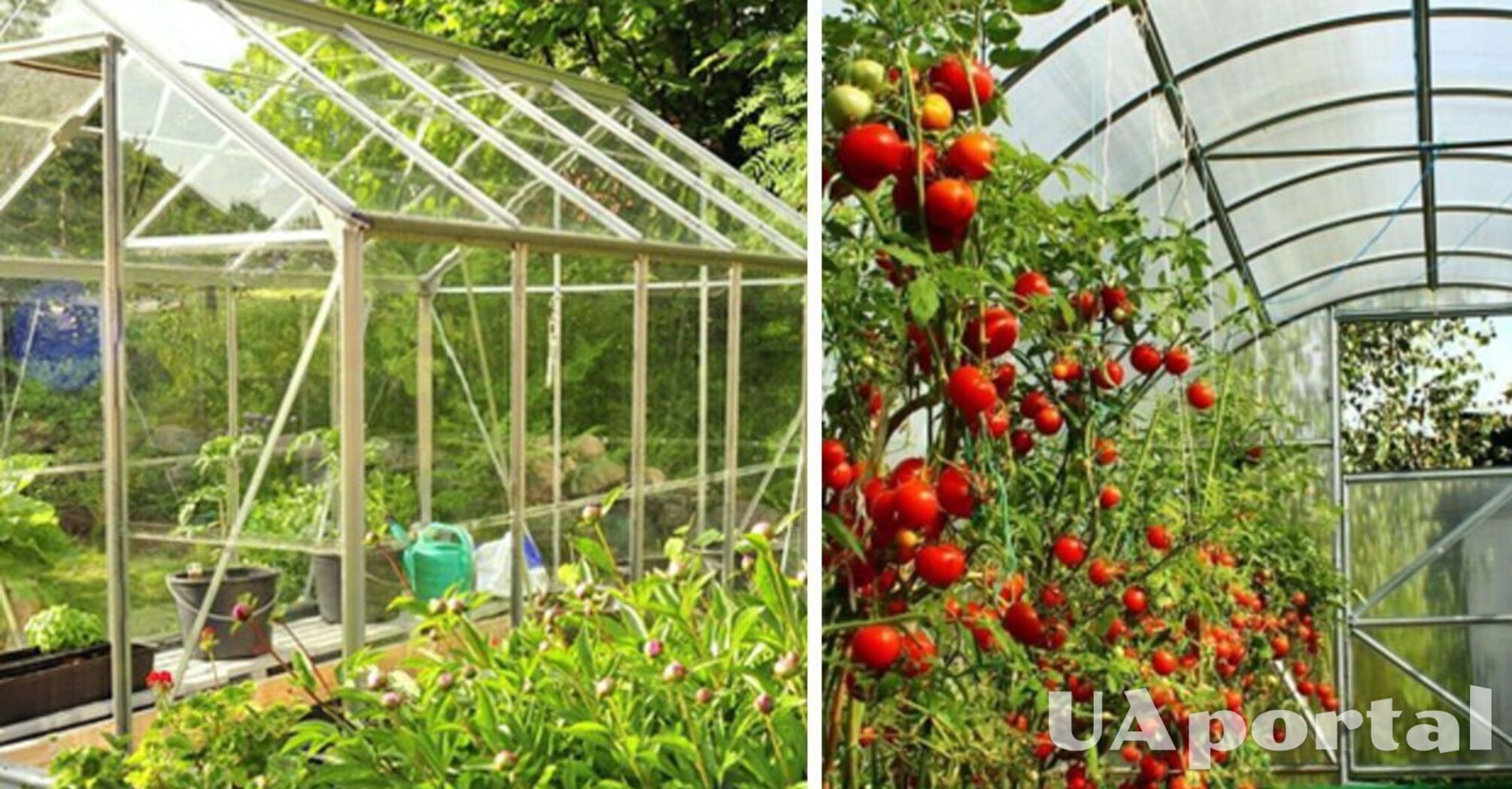 How to prepare a greenhouse for the new season: useful tips for beginners
