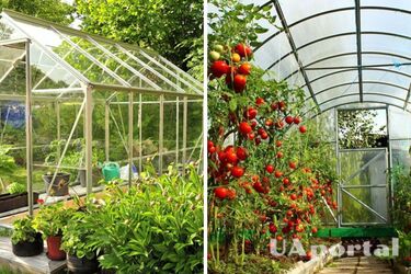 Как подготовить теплицу к новому сезону: полезные советы для новичков