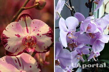 Эксперты рассказали, как поливать орхидею, чтобы корни не гнили