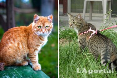 Нужно ли выгуливать кота