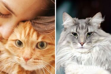 Which cats are the most peaceful: top 10 breeds