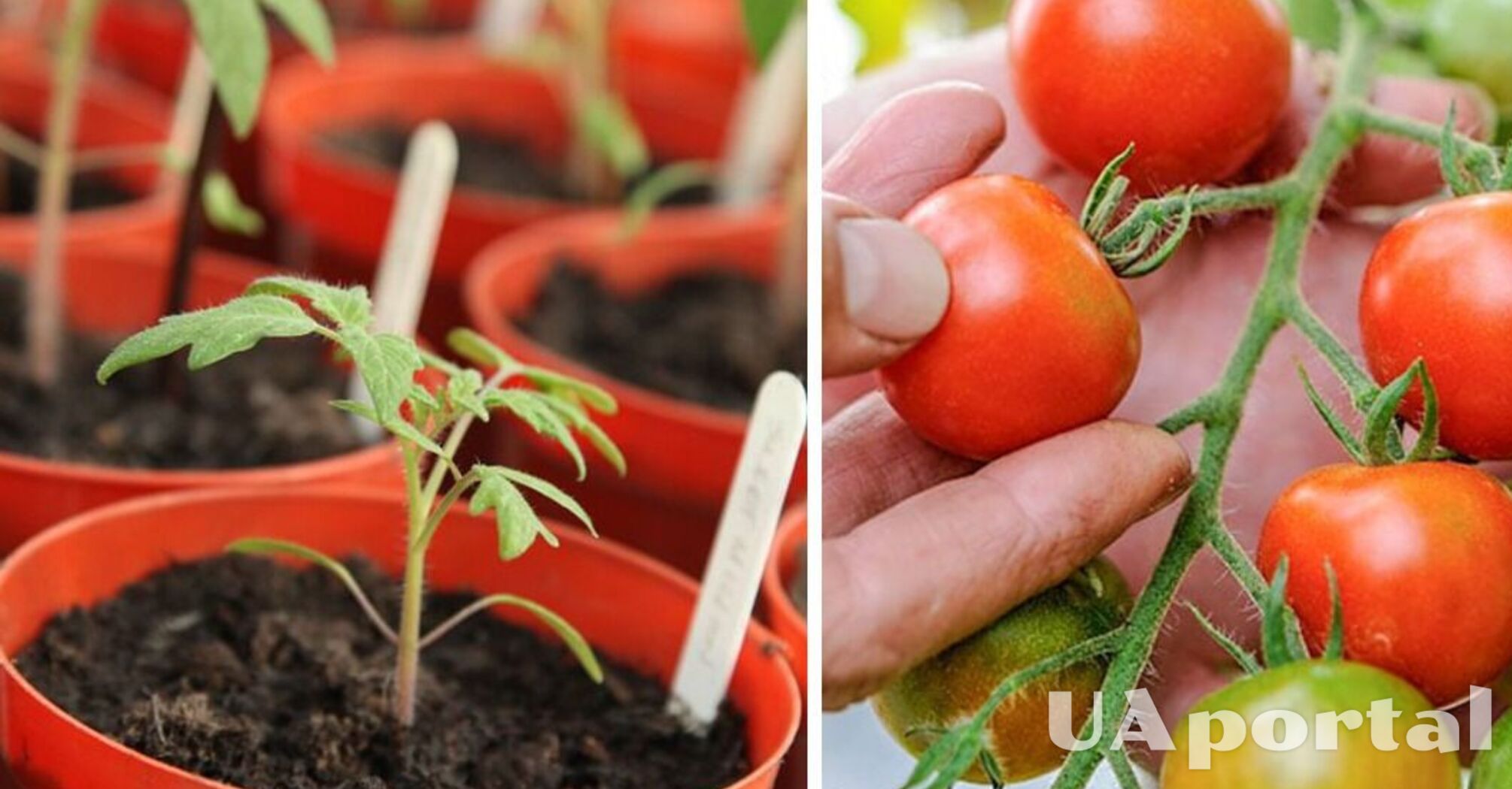 Як правильно доглядати за розсадою помідорів