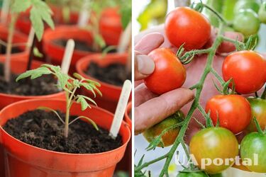 Як правильно доглядати за розсадою помідорів