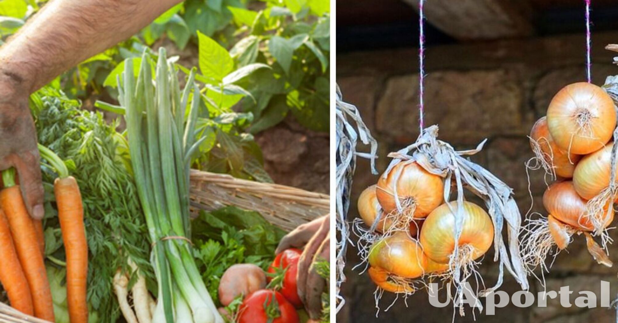 How to increase onion yields: gardeners named four plants worth planting nearby
