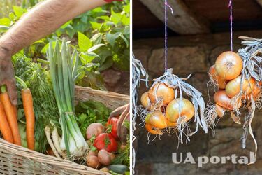 How to increase onion yields: gardeners named four plants worth planting nearby
