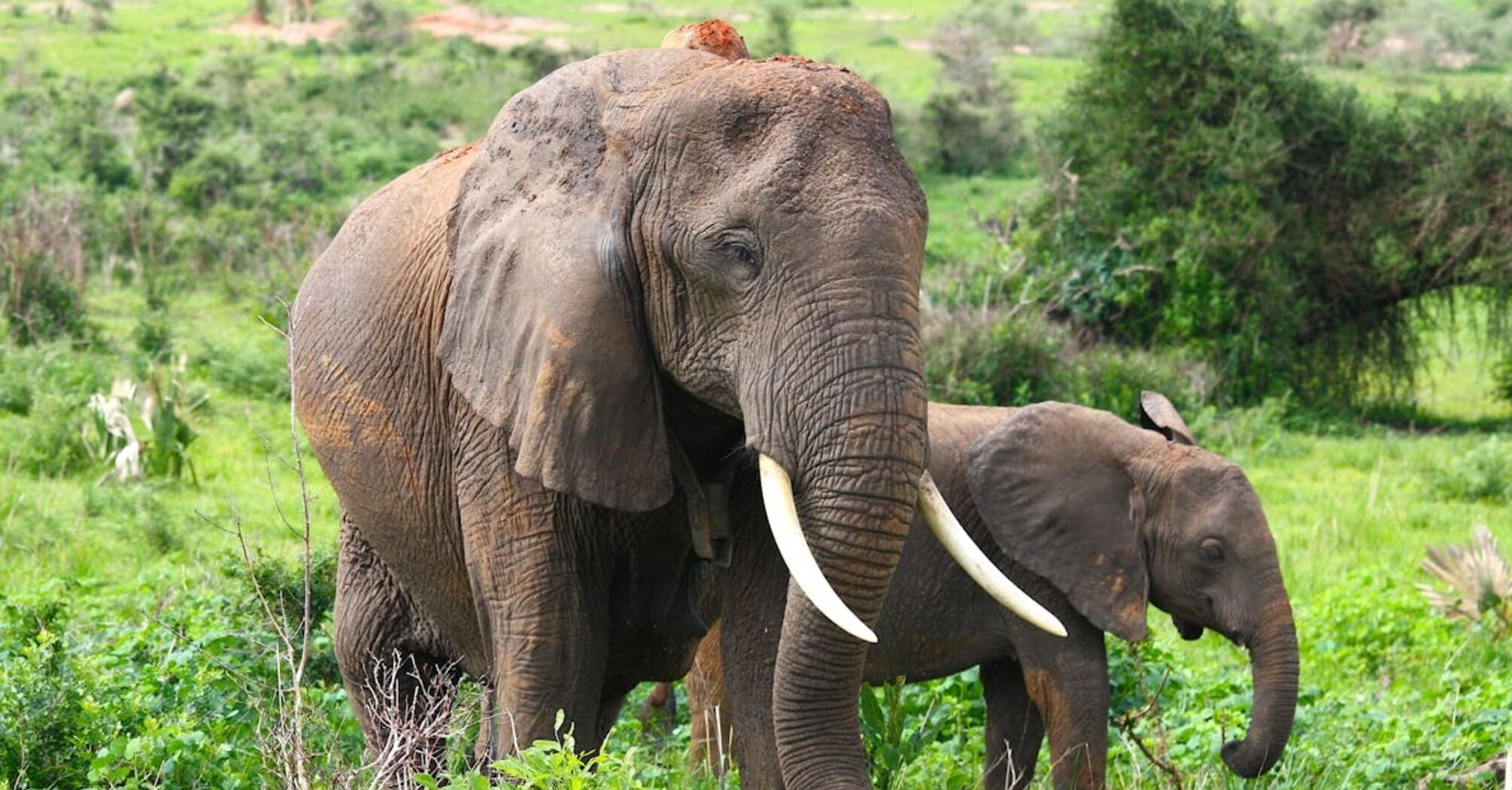Elephants organize funerals for their dead babies and mourn them - scientists (photo)