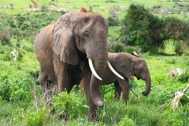 Słonie organizują pogrzeby swoich zmarłych dzieci i opłakują je - naukowcy (zdjęcie)
