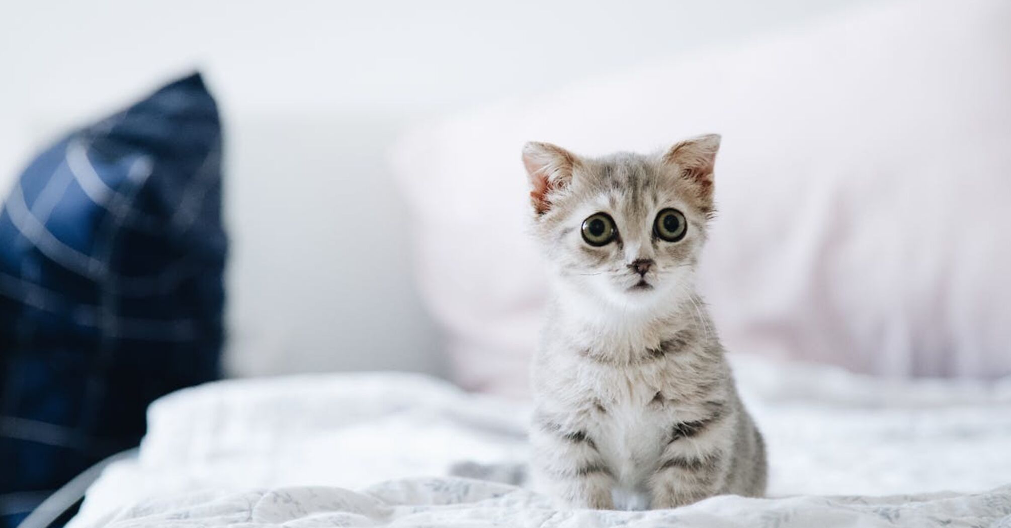 Знайомство кота з новим домом: поради для початківців 
