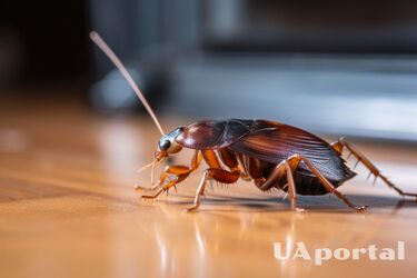 Як легко позбутися бліх раз і назавжди: ефективні методи