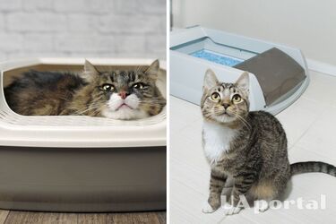 Why the cat stopped going to the litter box: causes and solutions