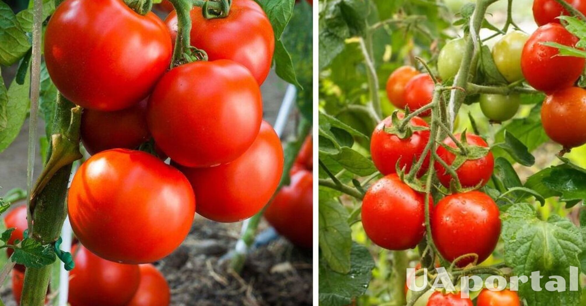 Як зробити домашнє добриво для помідорів на основі соди