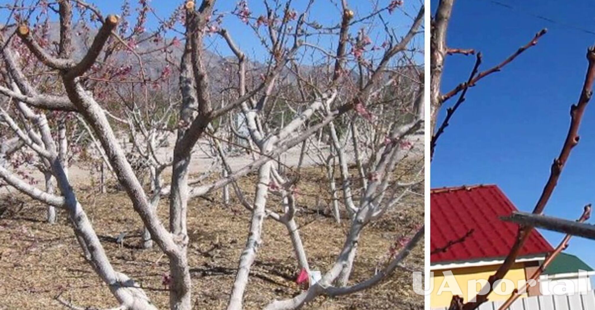 Як обрізати абрикосові дерева на початку весни