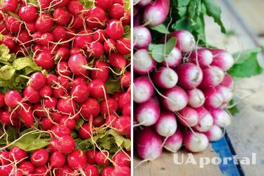 Коли садити редиску за місячним календарем - 2024