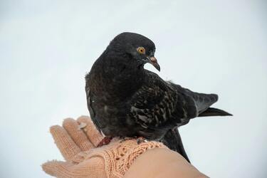 Gołąb przyleciał na parapet: jakie wieści może przynieść ptak