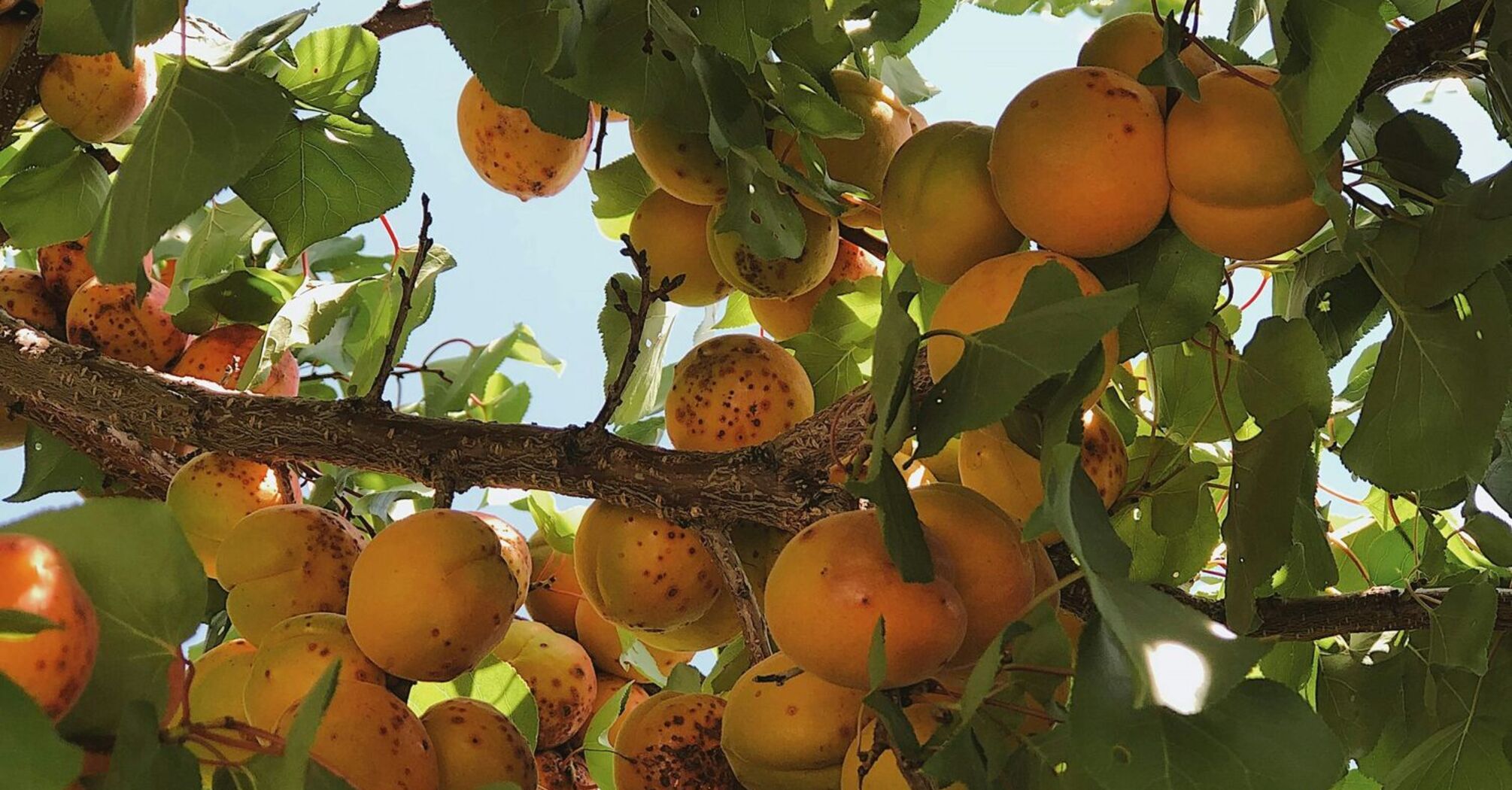 Як правильно доглядати за абрикосовими деревами, аби отримати максимальну врожайність