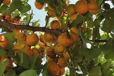 Как правильно ухаживать за абрикосовыми деревьями, чтобы получить максимальную урожайность