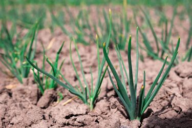 Як підготувати цибулю до весняної посадки: ефективні поради