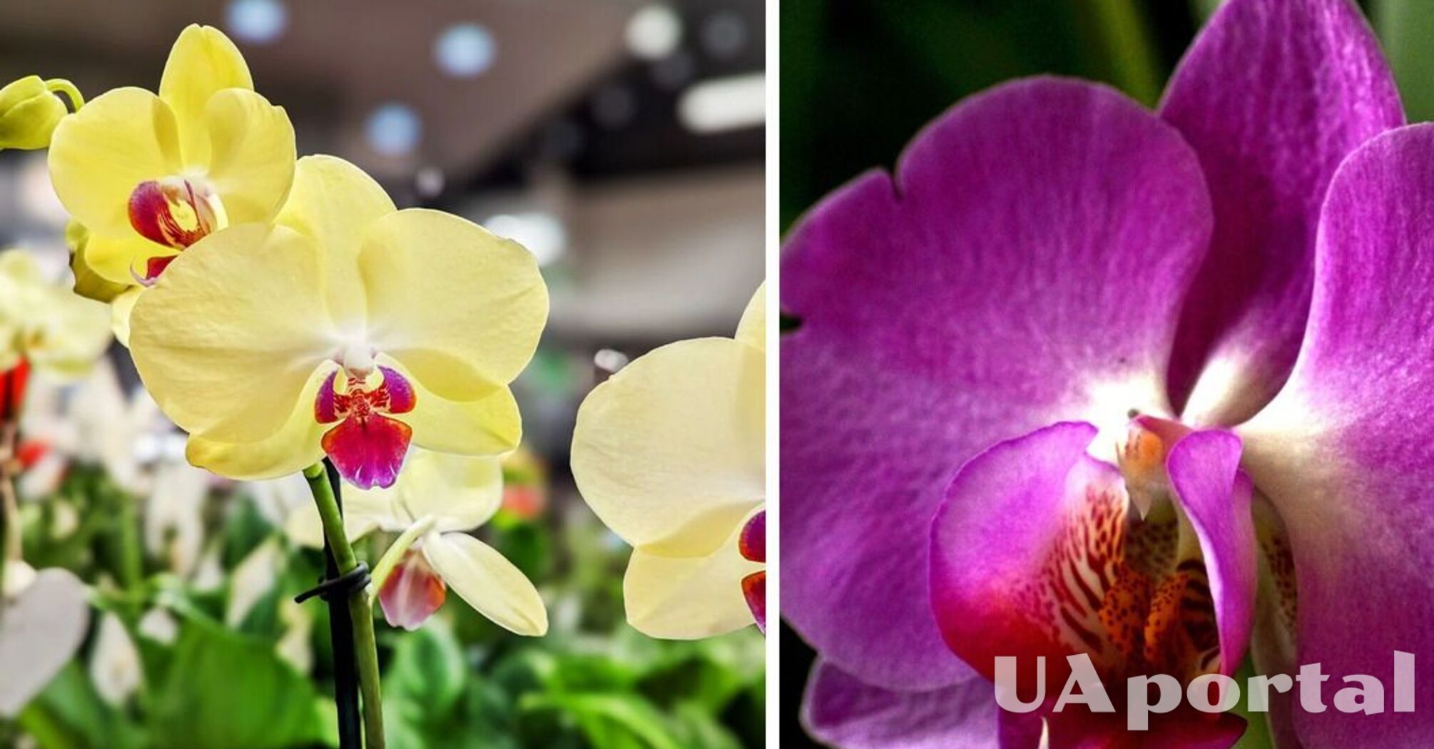 Experts explain when and how to prune orchids properly