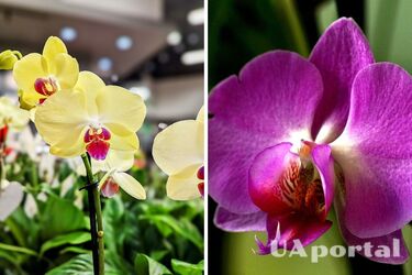 Experts explain when and how to prune orchids properly