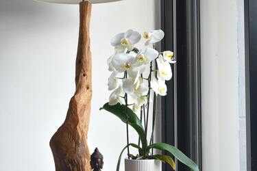 Simple life hacks for caring for orchids