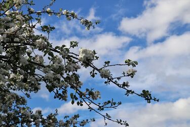 Сад без шкідників: як правильно обприскувати дерева весною