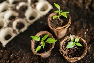 Вирощуємо врожай мрії: чим краще підживити перець і помідори