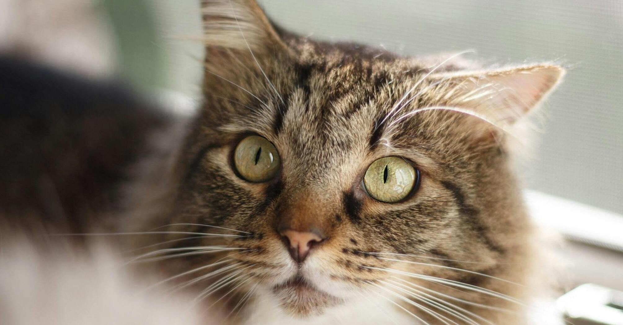Чому коти мають першими зайти в нову оселю: 4 цікаві причини