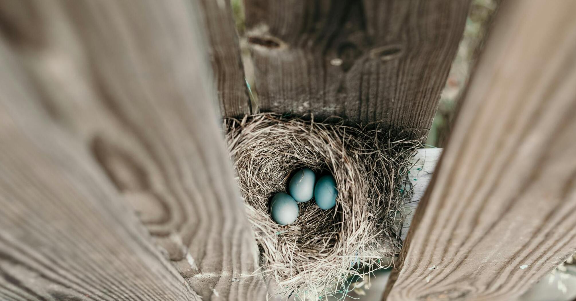 Что значит, когда птицы строят гнезда у вашего дома: народные верования