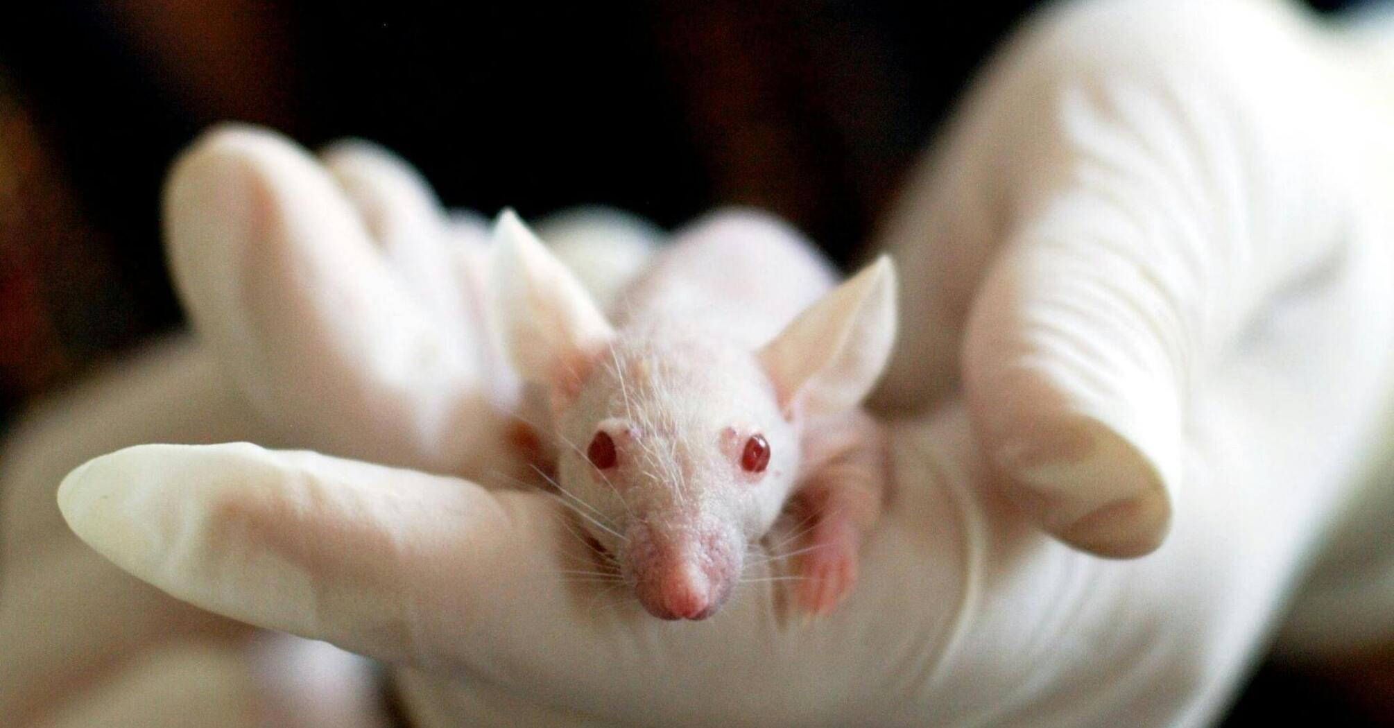 Zalety i wady posiadania szczura rasy sfinks: co powinni wiedzieć potencjalni właściciele
