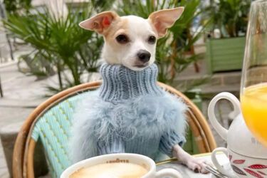 Роскошная жизнь четырехлапого: чихуахуа носит свитера за 2 тыс. долларов и живет в пятизвездочных отелях (фото)