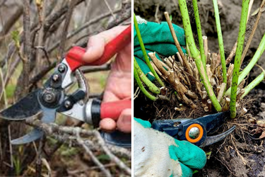 Эта процедура им серьезно навредит: какие растения нельзя обрезать весной