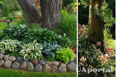 Які квіти можна посадити під деревами в тіні